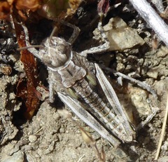 Sigaus australis