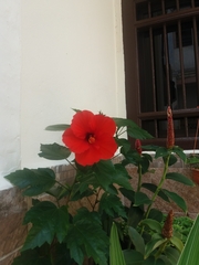 Hibiscus rosa-sinensis