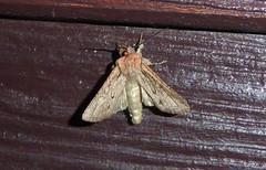 Ichneutica averilla