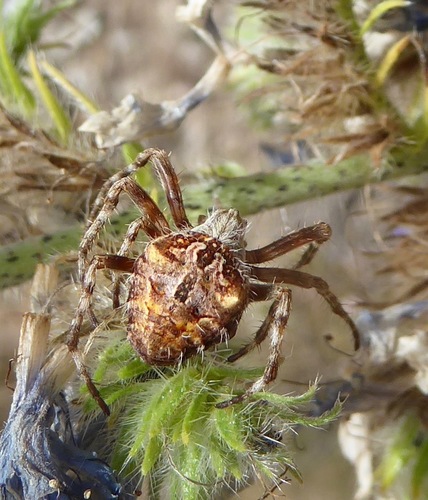 Broun's marbled orb-weaver