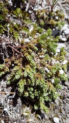 Kelleria laxa