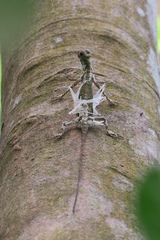 Draco melanopogon