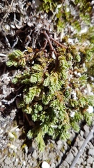 Kelleria laxa