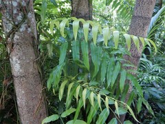 Stenochlaena palustris