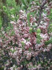 Erica caffrorum