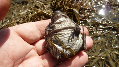 Pelobates vespertinus