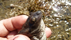 Pelobates vespertinus