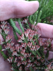 Erica caffrorum
