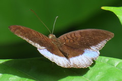 Tanaecia iapis puseda