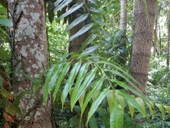 Stenochlaena palustris