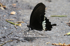 Papilio polytes romulus