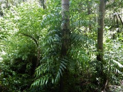 Stenochlaena palustris