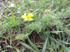 Ranunculus millefolius