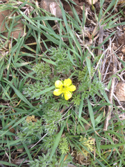 Ranunculus millefolius