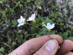Lithophragma cymbalaria