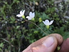 Lithophragma cymbalaria