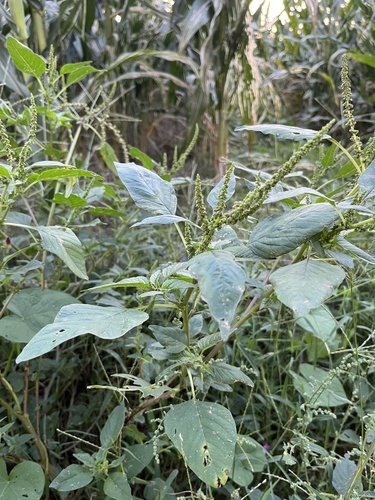 green amaranth