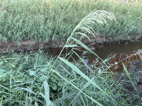 common reed
