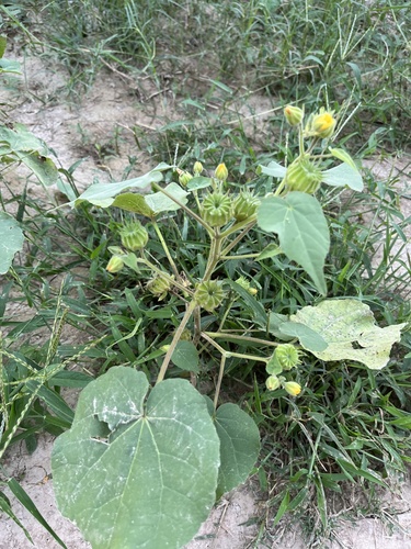 velvetleaf