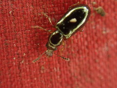 Salpingus planirostris