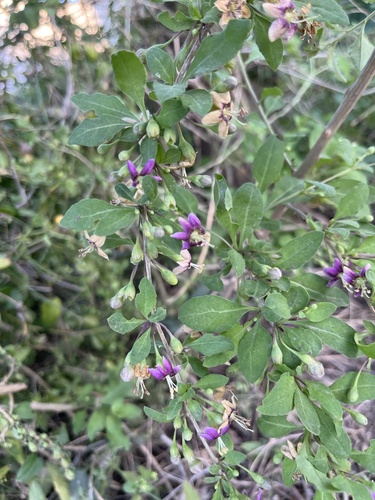 Chinese teaplant