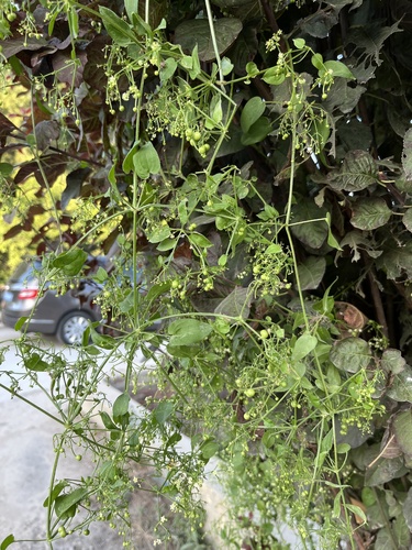 Indian Madder