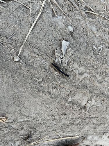 Orthomorphella pekuensis