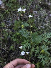 Lithophragma cymbalaria