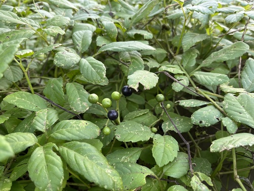 Bushkiller