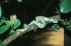 Tropidolaemus subannulatus