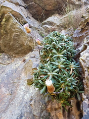 Oldenburgia intermedia