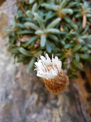 Oldenburgia intermedia