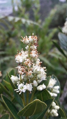 Miconia Ligustrina · Inaturalist