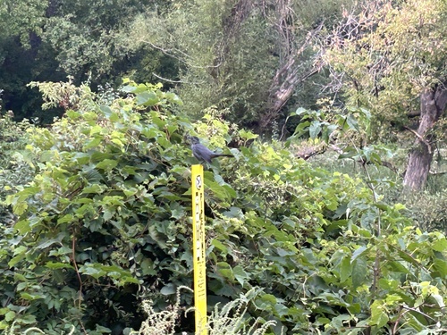 Gray Catbird photographed in Minnesota