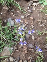 Veronica syriaca