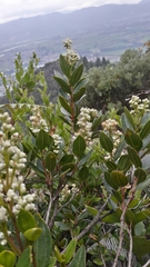 Miconia ligustrina