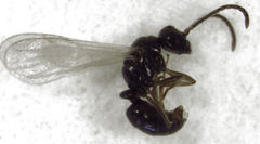 Hypoponera