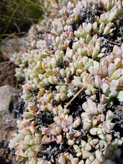 Oscularia caulescens