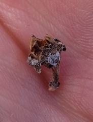 Oscularia caulescens