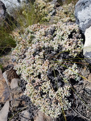 Oscularia caulescens