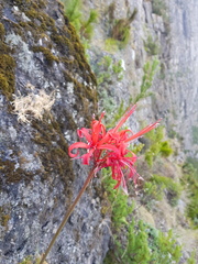 Nerine sarniensis