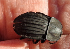 Silpha punctulata