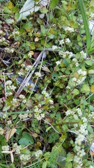 Gonocarpus aggregatus