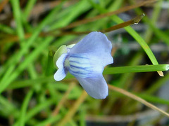 Utricularia uliginosa