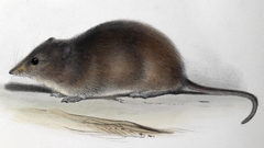 Long-Nosed Hocicudo photo 3