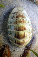 Ischnochiton contractus