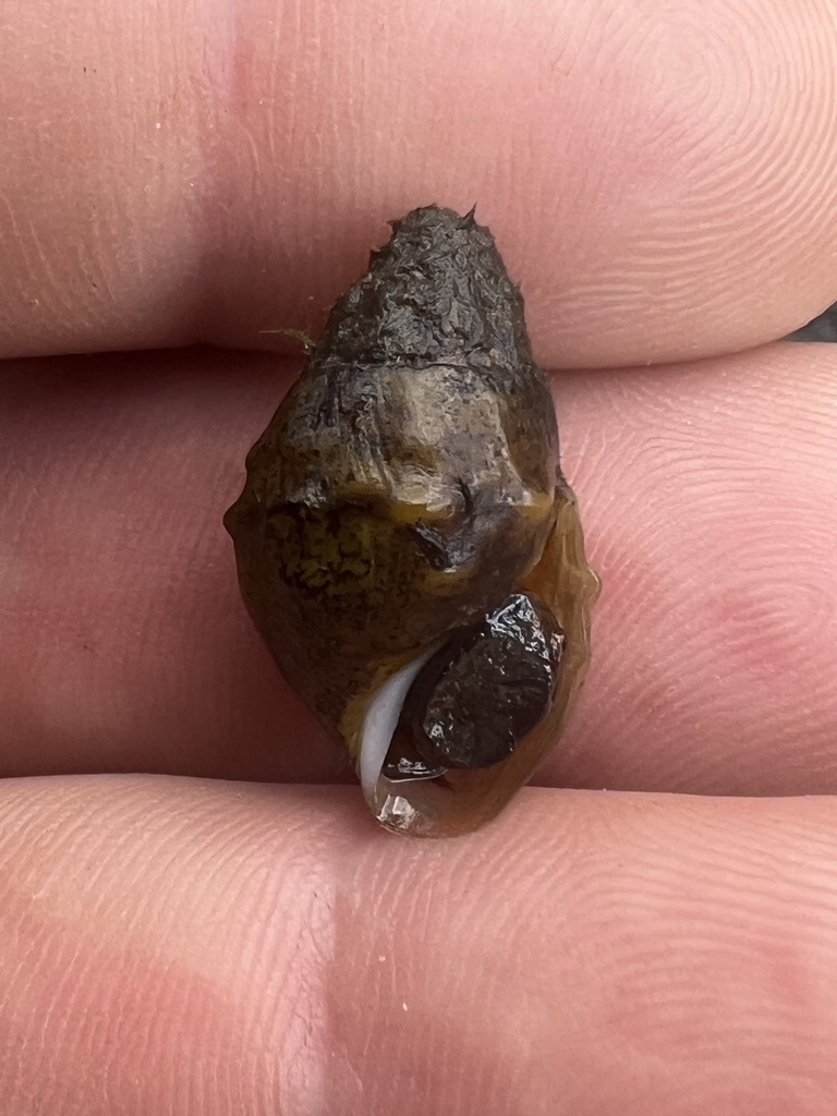 Warty Rocksnail