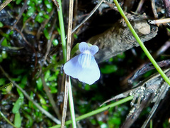 Utricularia uliginosa