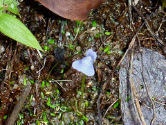 Utricularia uliginosa