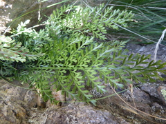 Asplenium richardii